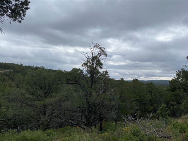 .67 Acre with Mountainous View : Timberon : Otero County : New Mexico
