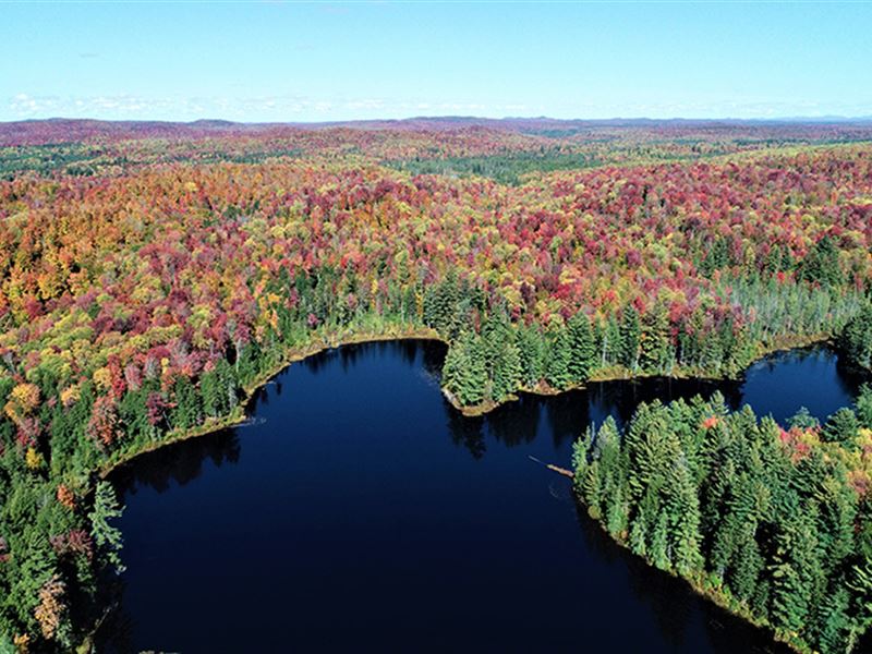Cranberry Forest : Colton : Saint Lawrence County : New York