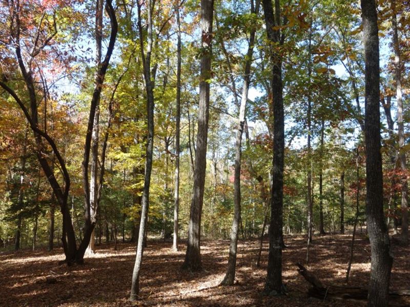 Excellent Recreational Tract : Winnsboro : Fairfield County : South Carolina