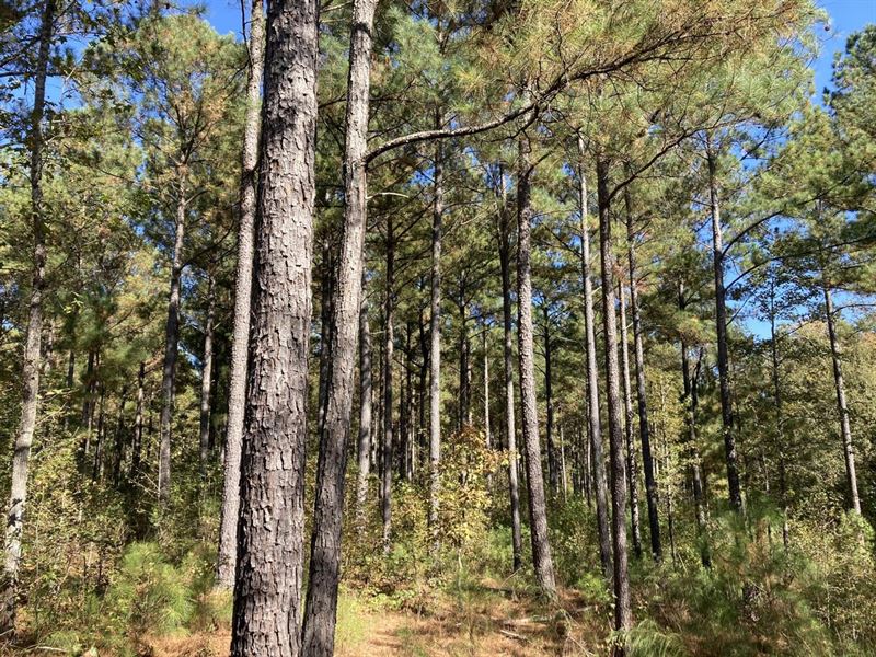 Morgan County 5 Acre Lot : Madison : Morgan County : Georgia