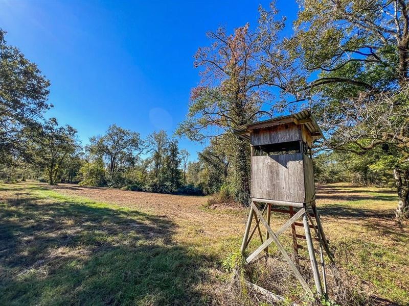 450 Acres Hunting Land + Camp : Woodville : Wilkinson County : Mississippi