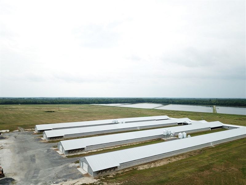 Blackbelt Farm : Gainesville : Sumter County : Alabama