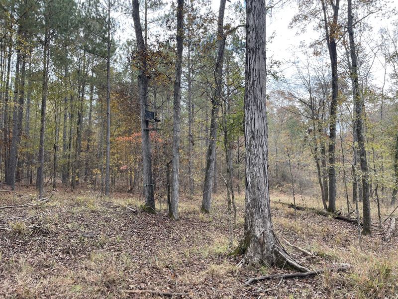 73 Acres, Oglethorpe County, GA : Carlton : Oglethorpe County : Georgia