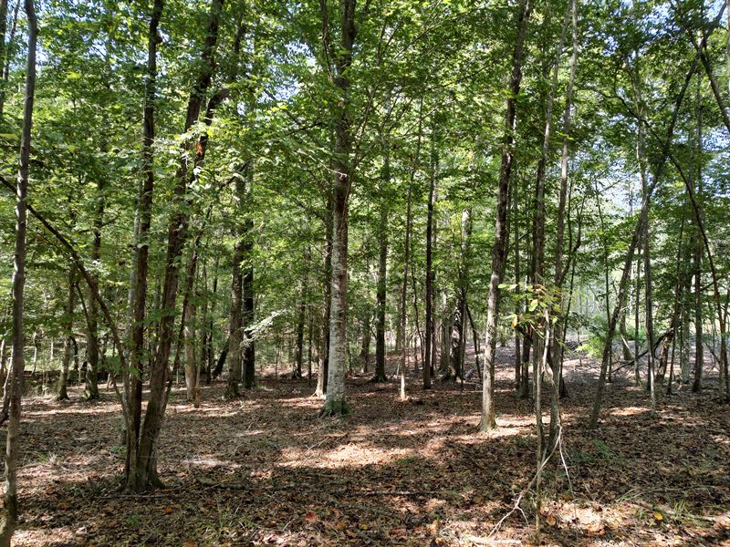 Log Creek Headwaters : Troy : Pike County : Alabama