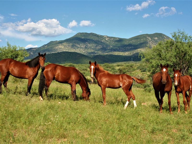 Perfectly Private 80 Acres : Nogales : Santa Cruz County : Arizona