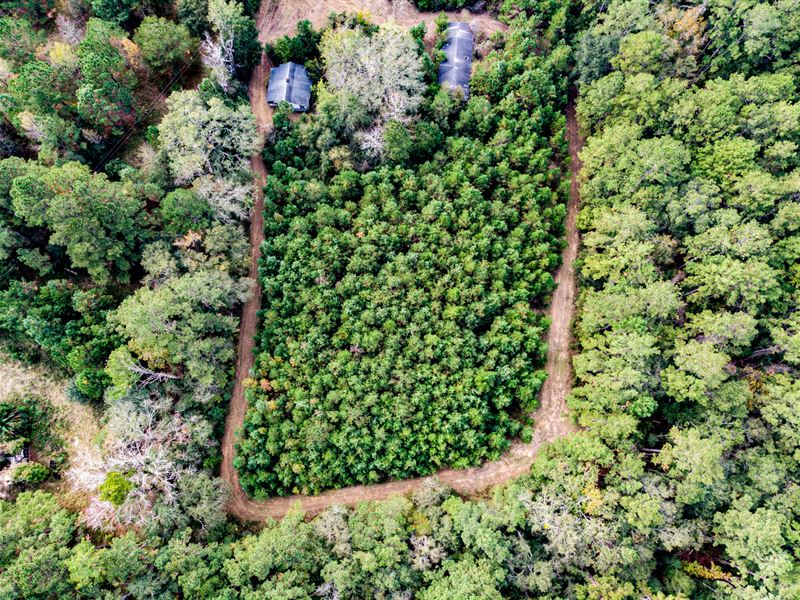 24 Ac Homesite with Timber & Creek : Tallahassee : Leon County : Florida