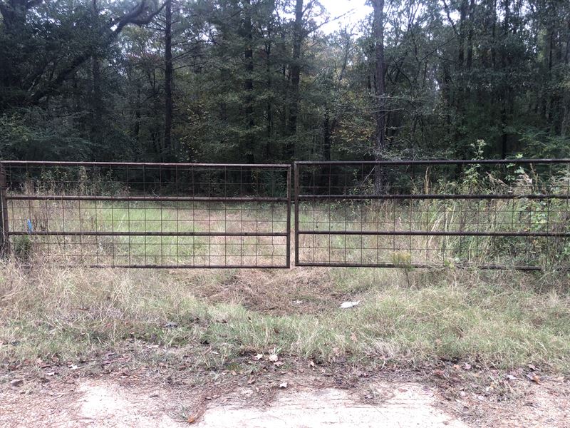 Mixed Hardwood and Planted Pine : Sicily Island : Catahoula Parish : Louisiana