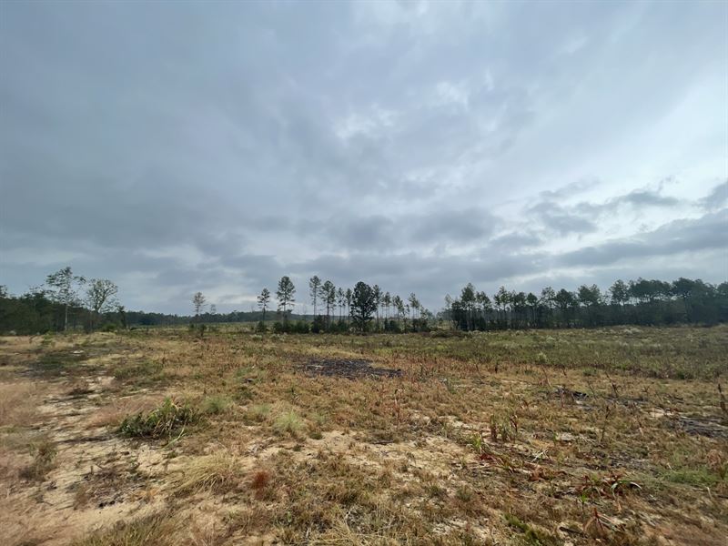 58 Acres in Taylor County : Butler : Taylor County : Georgia