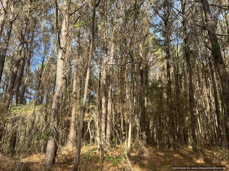 21 AC in Leake County, MS : Carthage : Leake County : Mississippi
