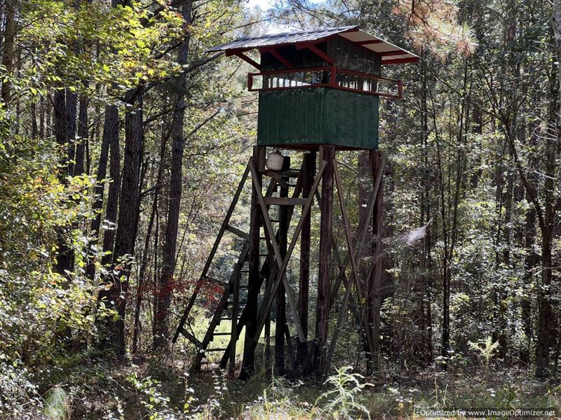 19.5 AC in Leake County, MS : Carthage : Leake County : Mississippi