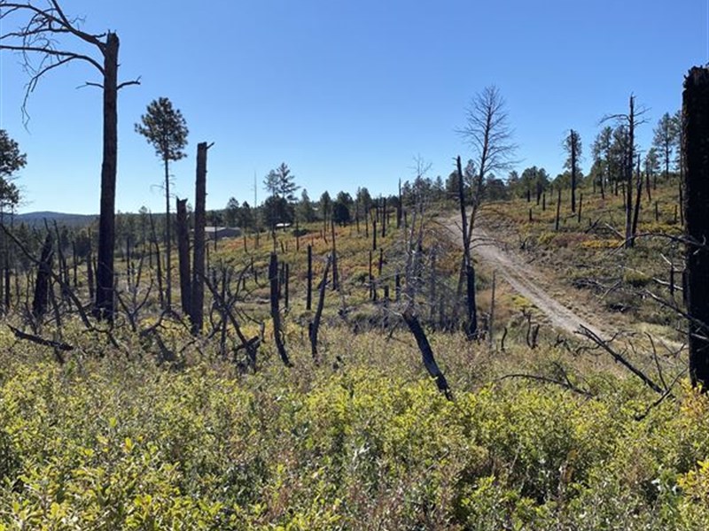 .50 Acre with Gorgeous Views : Timberon : Otero County : New Mexico