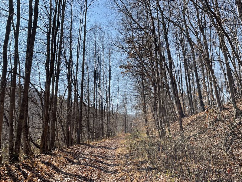 Wooded Pike County, Ohio Land : Latham : Pike County : Ohio