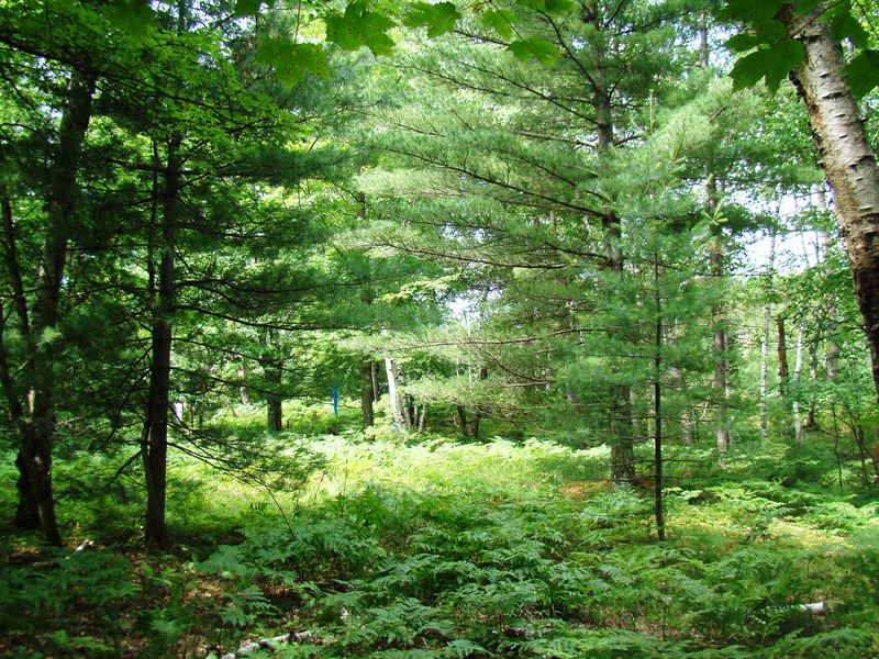 7.25 Acres Near Rhinelander : Rhinelander : Oneida County : Wisconsin