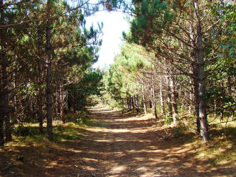 7 Acres Near The Lakes & State Land : Rhinelander : Oneida County : Wisconsin