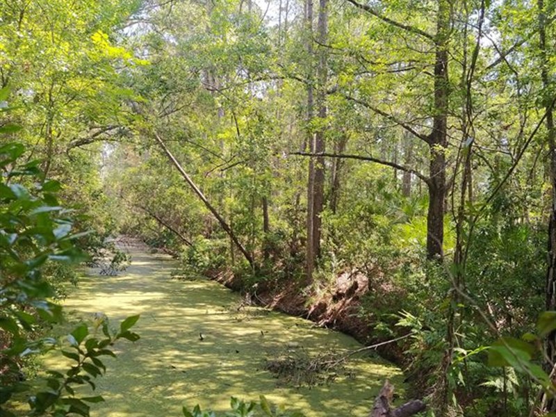 Private Florida Land with Road : Jacksonville : Putnam County : Florida