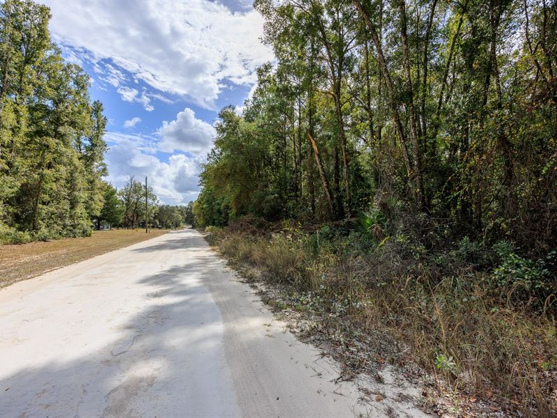 $9900 Down, High & Dry Parcel : Old Town : Dixie County : Florida