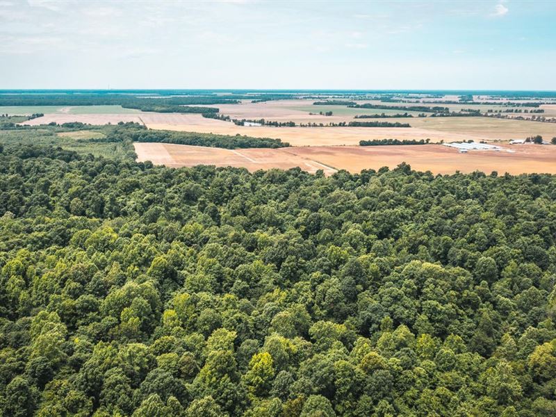 Fulton County 72 Hunting Tract : Hickman : Fulton County : Kentucky