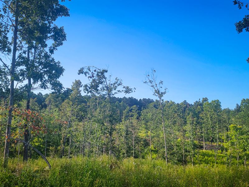 Near Eleven Point River : Thomasville : Oregon County : Missouri