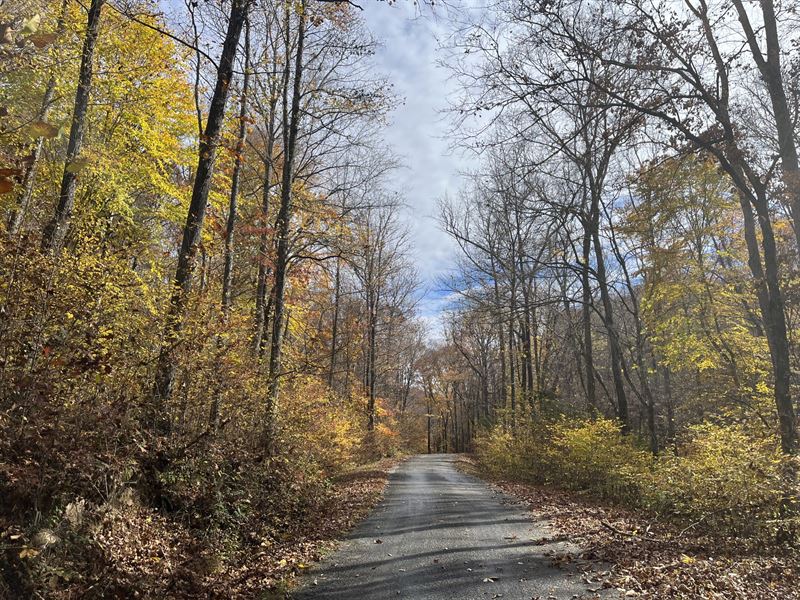 Big White Oak Tract : Hohenwald : Perry County : Tennessee