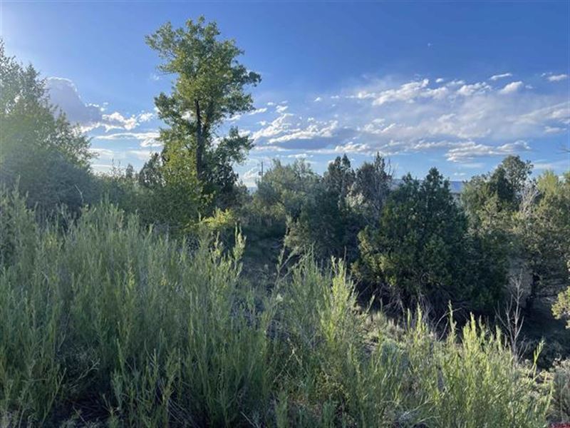 Beautiful Lot with Utilities : Crawford : Delta County : Colorado