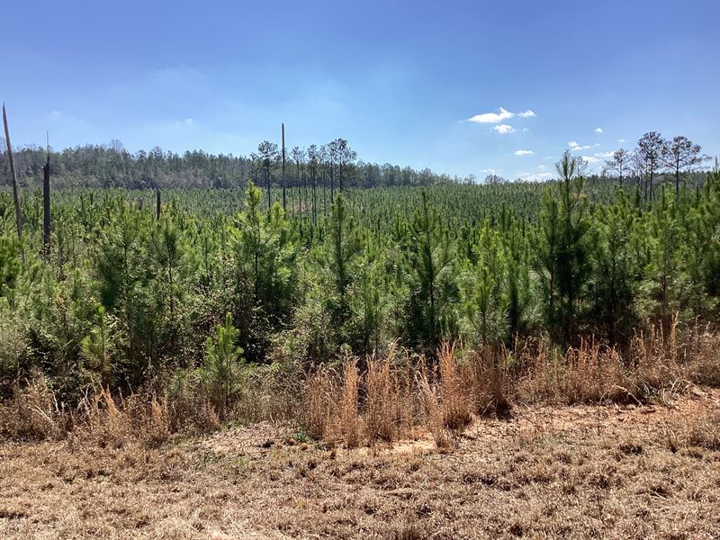 New Ebenezer Rd Tract : Lapine : Crenshaw County : Alabama