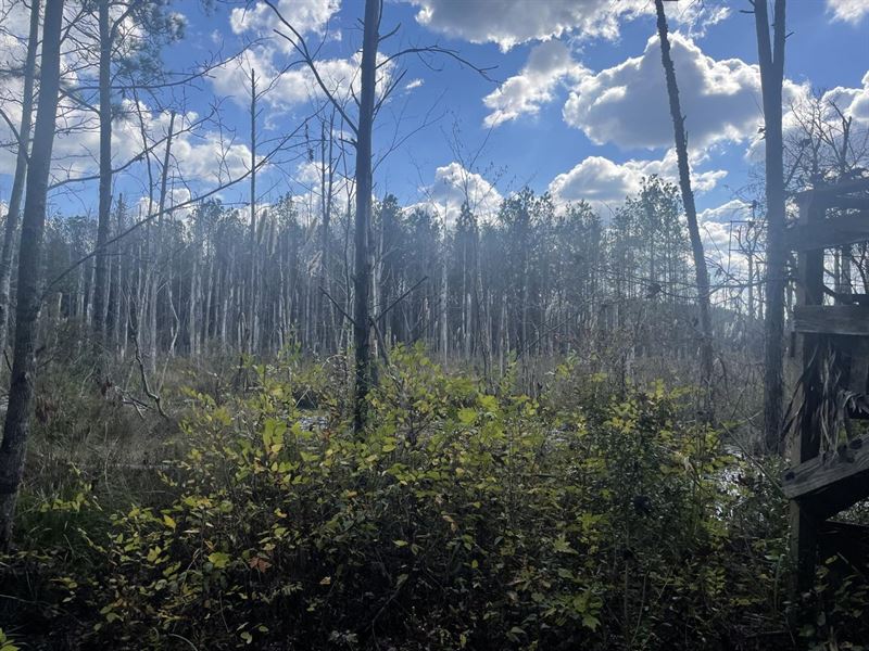 116 Acres Hale County, AL : Greensboro : Hale County : Alabama