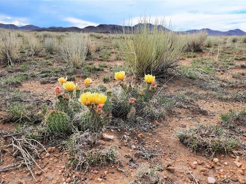 Uris Ave, San Luis, Co 81151 : San Luis : Costilla County : Colorado