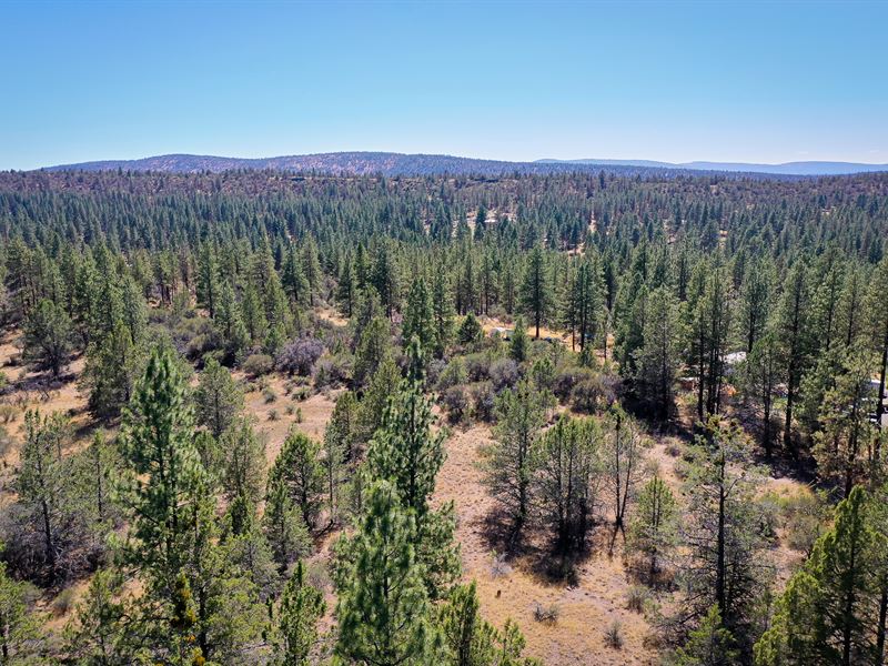Treed Sportsmans Paradise, No HOA : Bonanza : Klamath County : Oregon