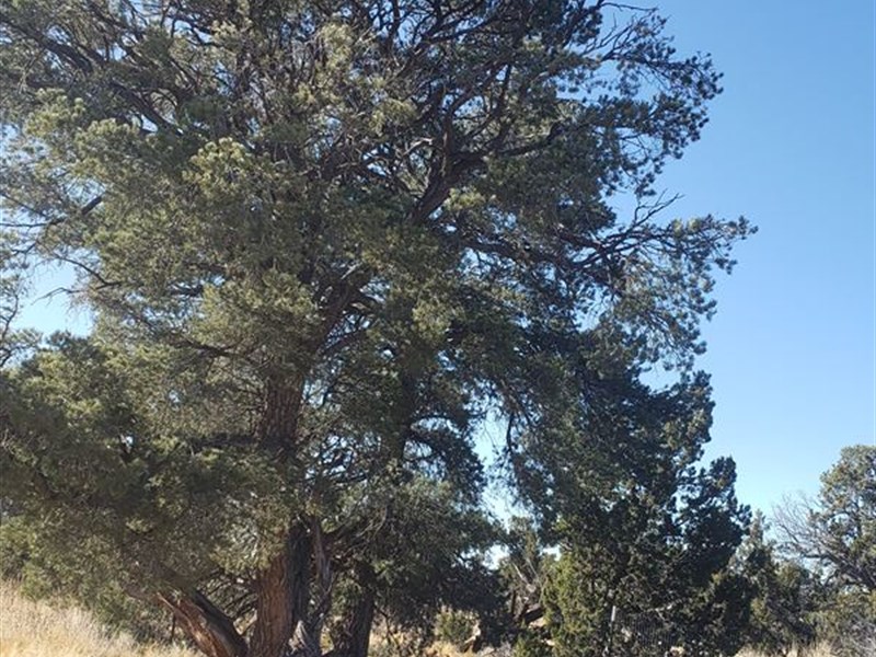 Wooded 37 Acre Northern AZ Ranch : Saint Johns : Apache County : Arizona
