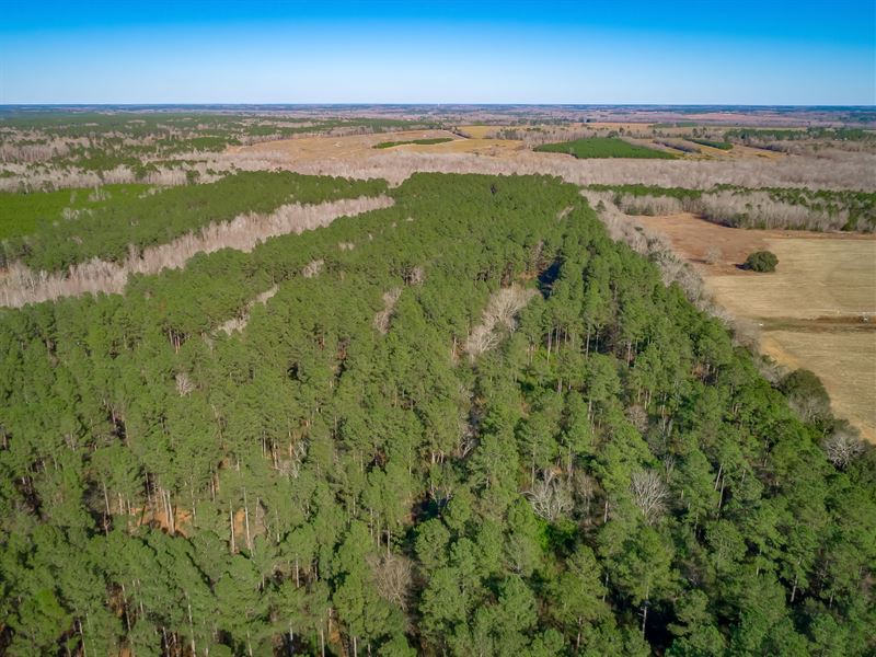 Springfield Tract : Springfield : Orangeburg County : South Carolina