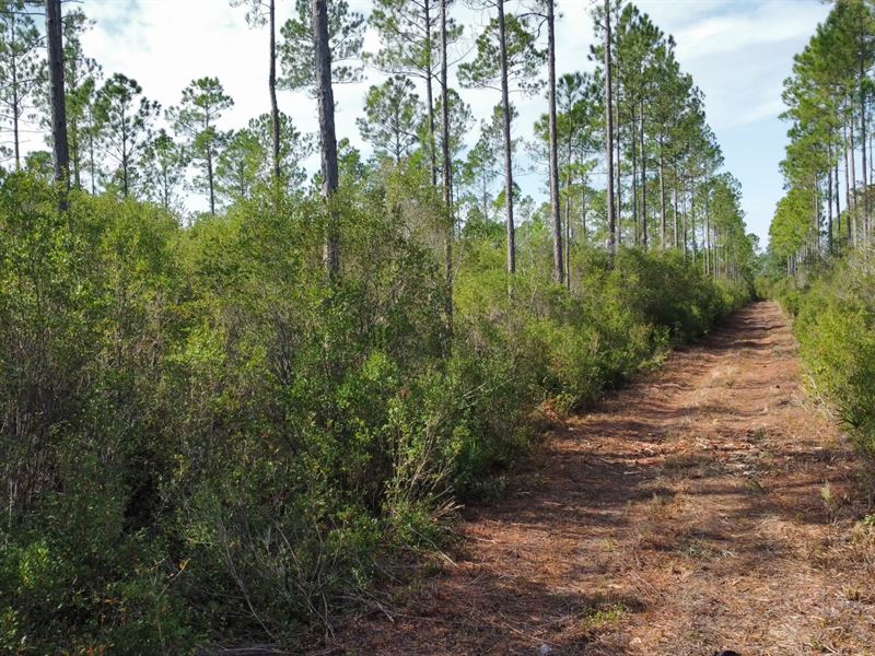 Walker Creek Road Tract : Jesup : Wayne County : Georgia