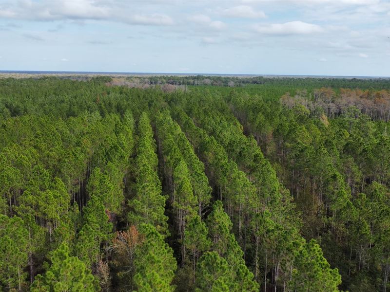 Penholloway Creek : Jesup : Wayne County : Georgia