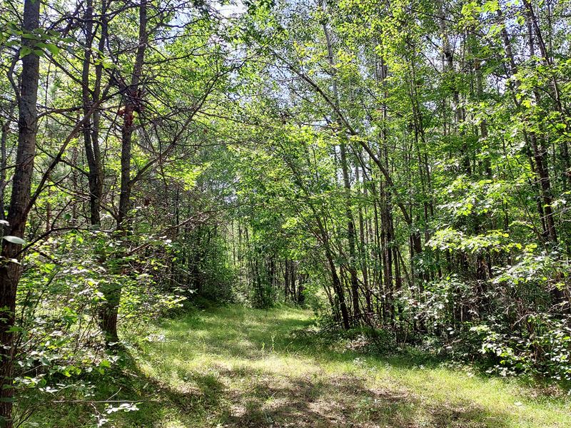 Beecher, WI Wooded Land for Sale : Pembine : Marinette County : Wisconsin