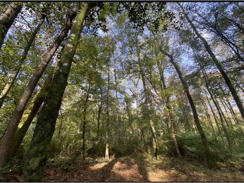 25 Acres in Jefferson County in MT : Mt. Olive : Jefferson Davis County : Mississippi