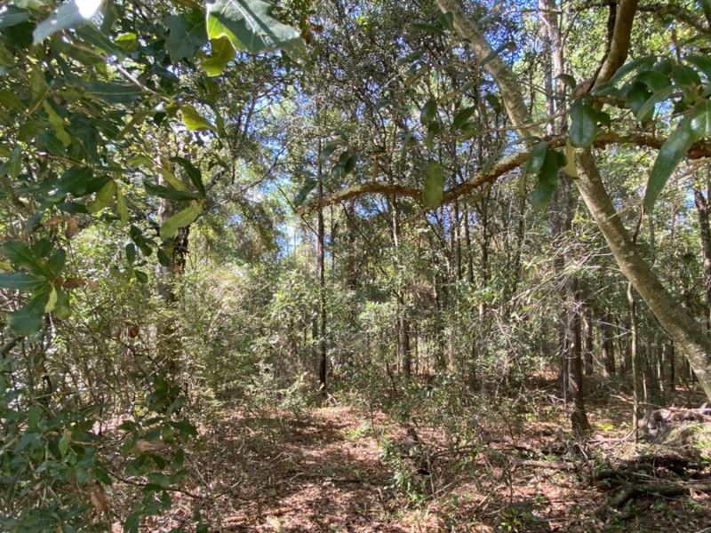 Square Parcel Off Paved Road : Live Oak : Suwannee County : Florida