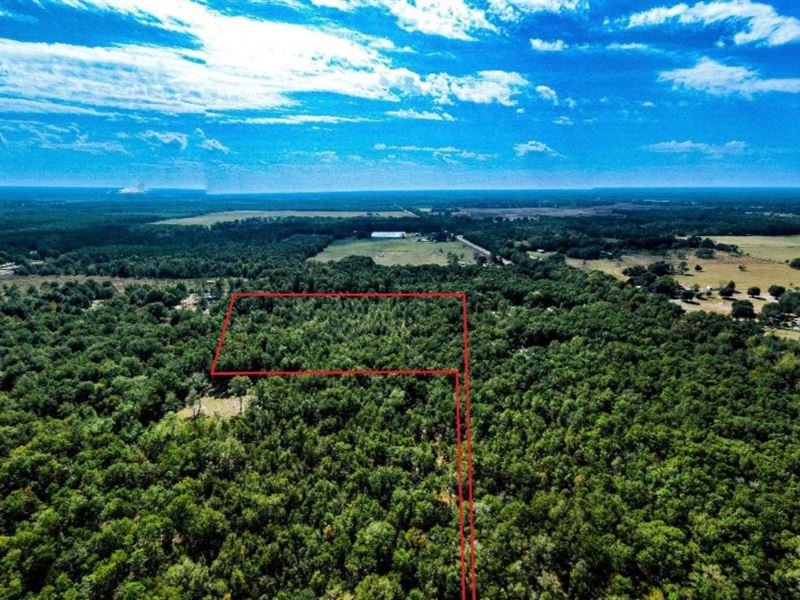 Naturally Wooded Tract : O'brien : Suwannee County : Florida
