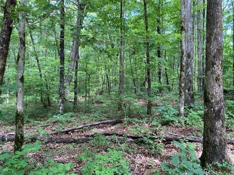 6.41 Acres Beautiful Hard Woods : Sewanee : Marion County : Tennessee
