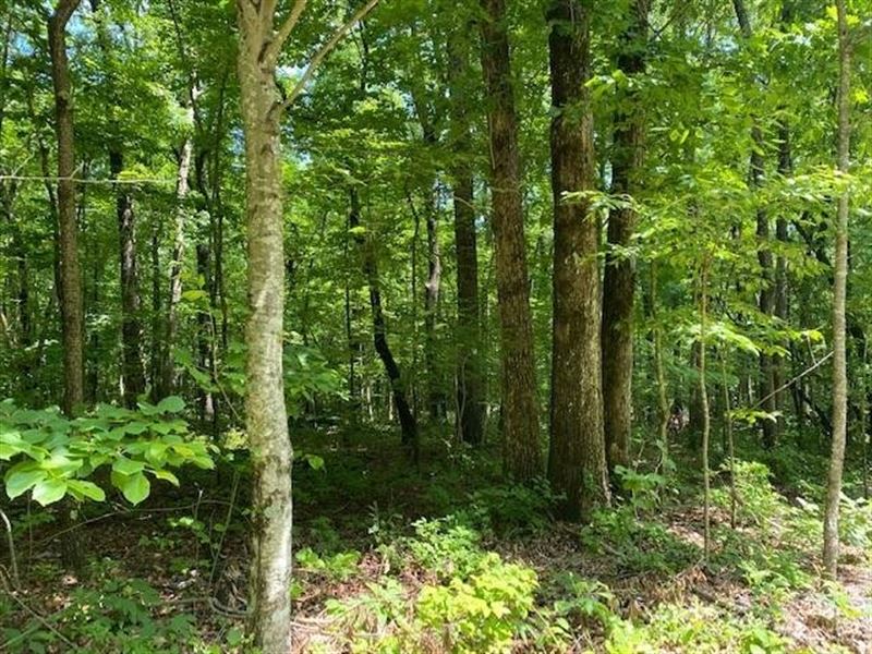 5.40 Acres Beautiful Wooded Prop : Sewanee : Marion County : Tennessee