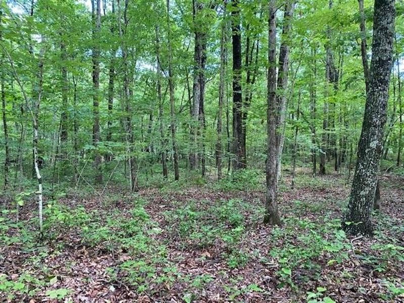 5.14 Acres Wooded Property Near : Sewanee : Marion County : Tennessee