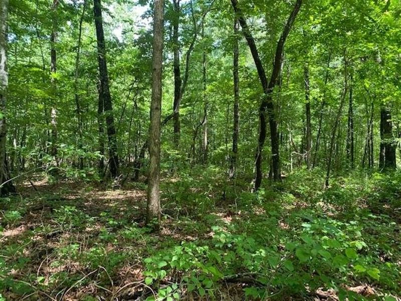 5.23 Acres Wooded Near University : Sewanee : Marion County : Tennessee