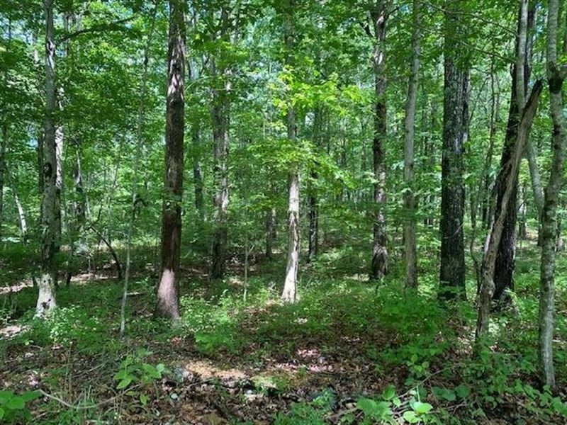 5.04 Acres Wooded Near University : Sewanee : Marion County : Tennessee