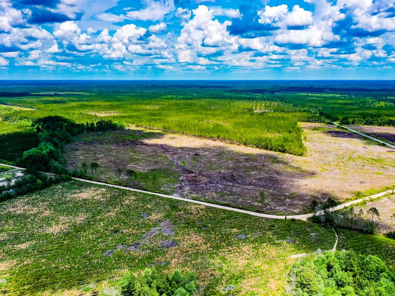 Secluded Living on 26 Acres : Nahunta : Brantley County : Georgia