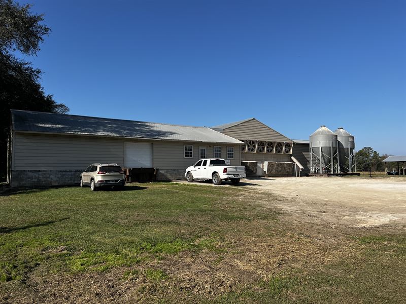 Nice Layer Farm : Jesup : Wayne County : Georgia