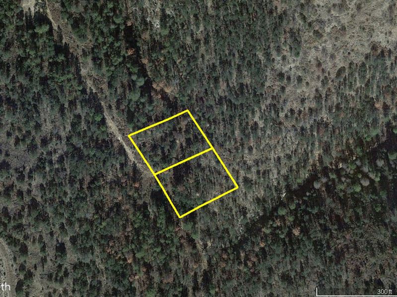 Near Forest : Timberon : Otero County : New Mexico