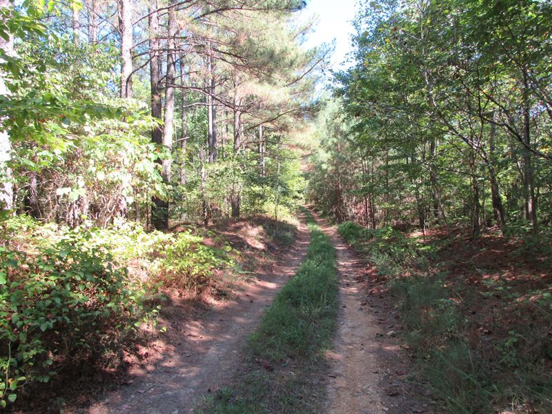 Horse Pond Tract 27 : Hohenwald : Perry County : Tennessee