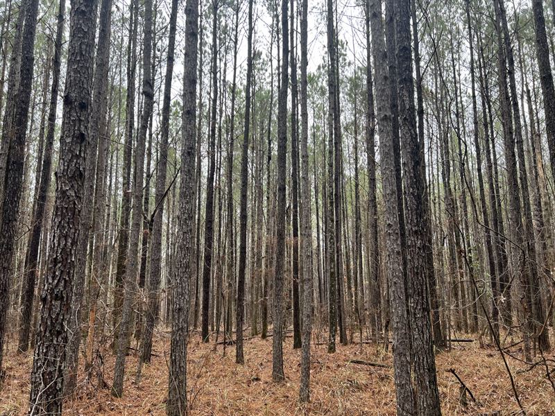 40 Acres in Calera, AL : Calera : Shelby County : Alabama