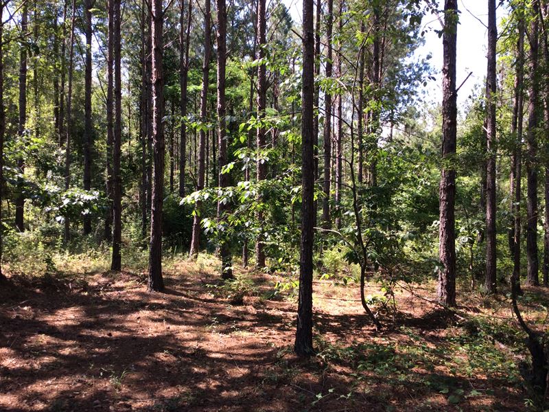 New Ebenezer Tract, Highland Home : Lapine : Crenshaw County : Alabama
