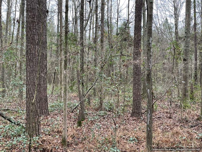 9 AC for Sale in Scott County, MS : Lake : Scott County : Mississippi