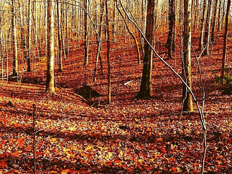 .47 Acre Only $1 Down, $199/Mo : Nunnelly : Hickman County : Tennessee