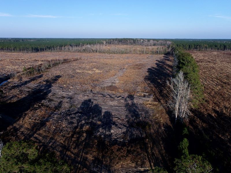 Timber Investment, Hunting Tract : Bolton : Columbus County : North Carolina